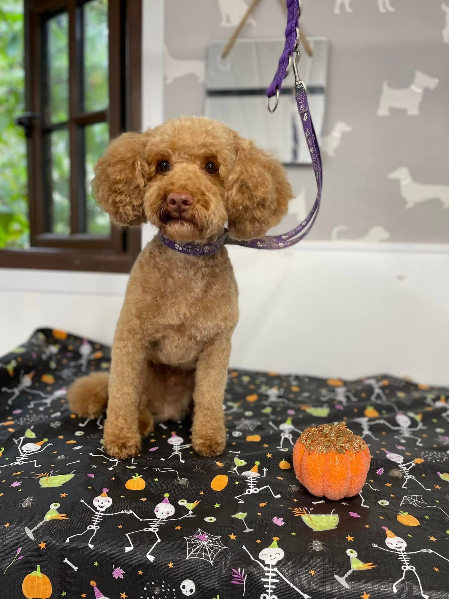 Cockapoo — Full Groom after grooming