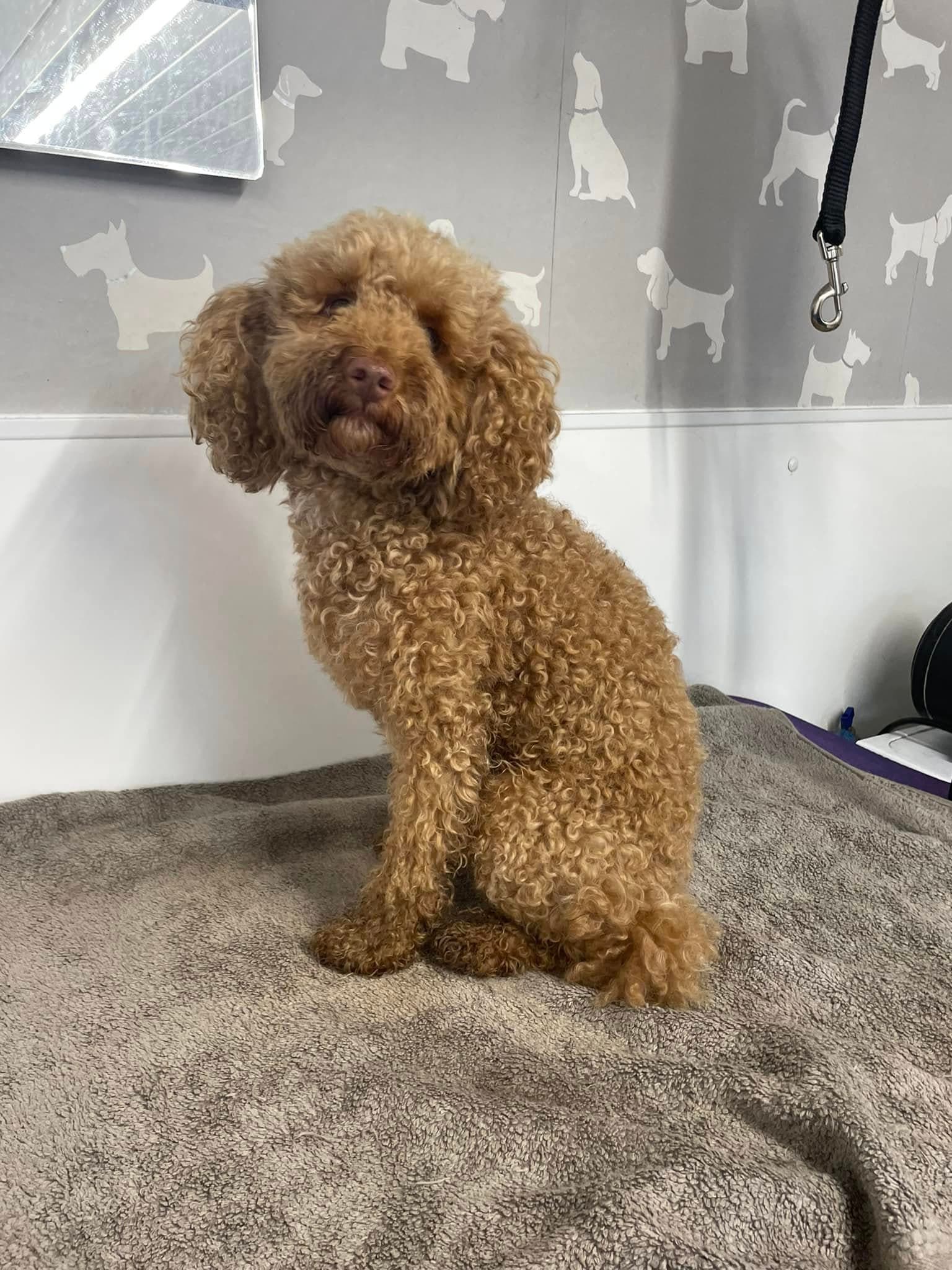 Cockapoo — Full Groom before grooming