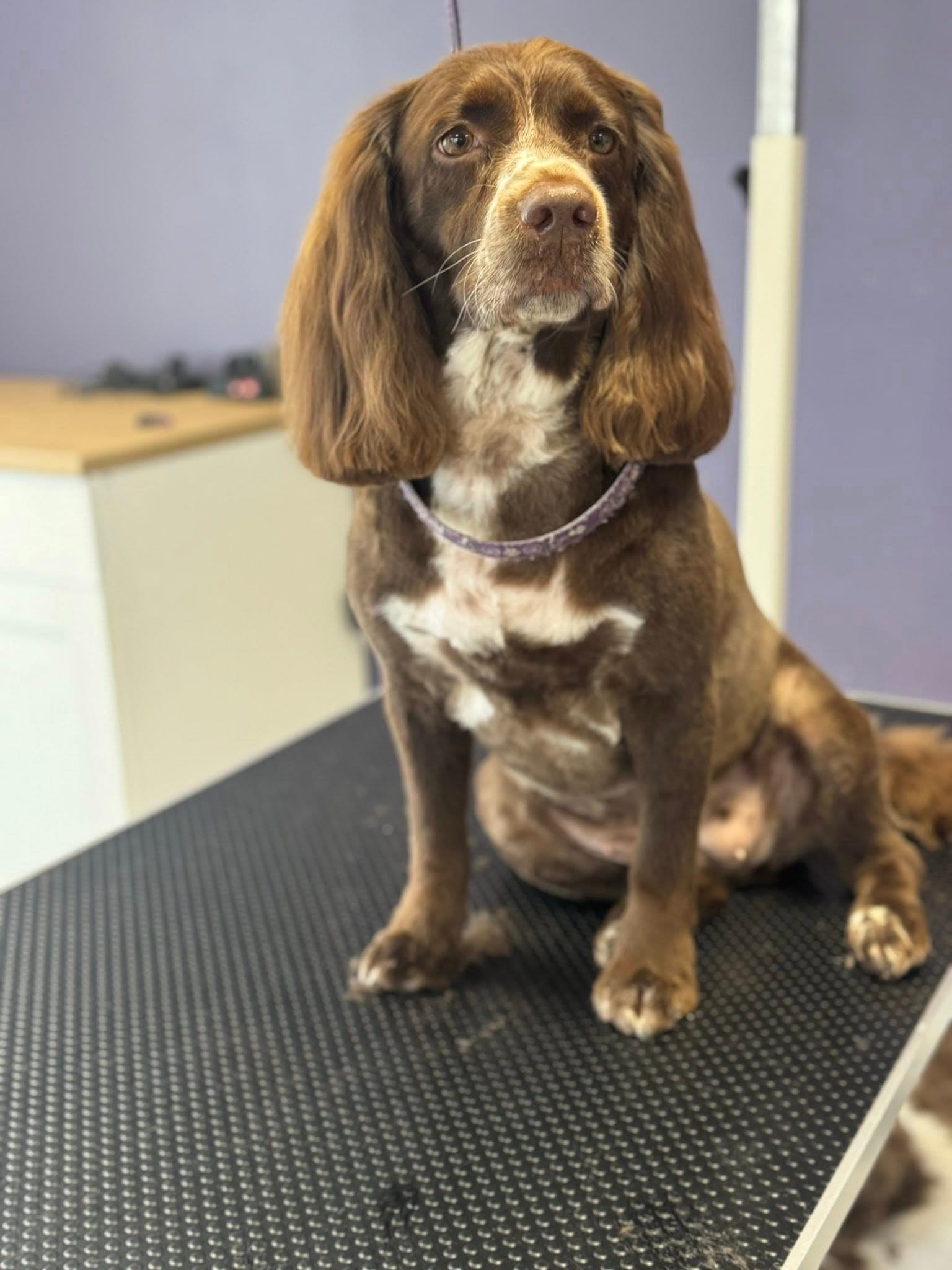 Springer Spaniel looking gorgeous on the grooming table