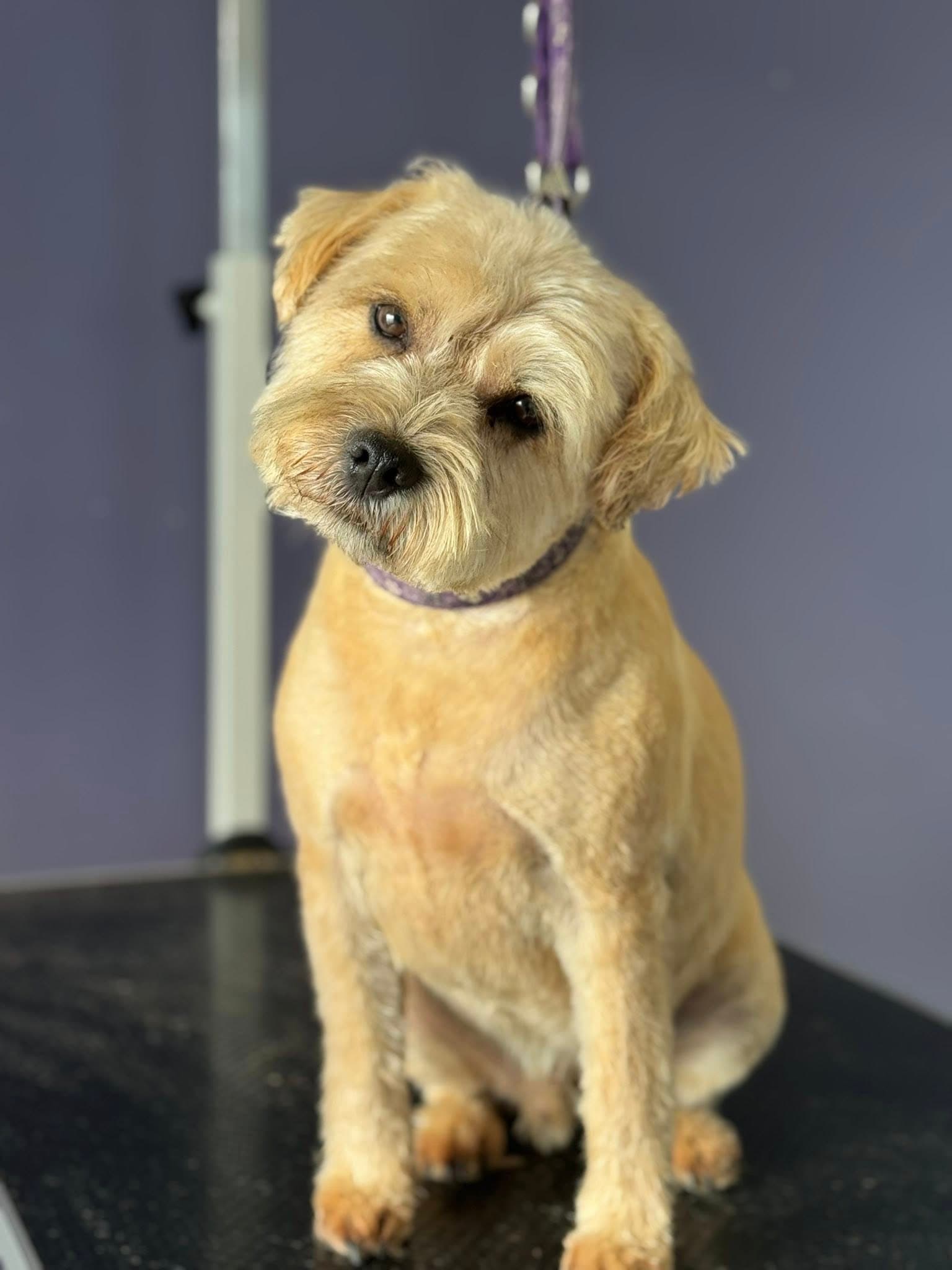 Freshly groomed terrier mix at Dreybury salon